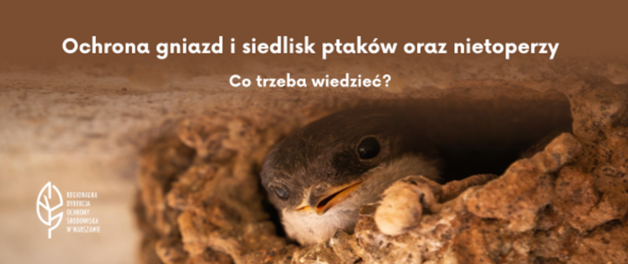 Miniaturka artykułu Ochrona gniazd i siedlisk ptaków oraz nietoperzy.