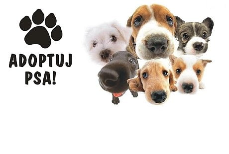 Miniaturka artykułu Zaadoptuj bezdomnego szczeniaka!